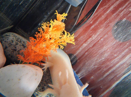 Male albino axolotl
