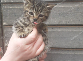 Bengal X KITTENS Boys & Girls Ready Now