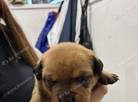 Stunning chunky American bullweiller pups