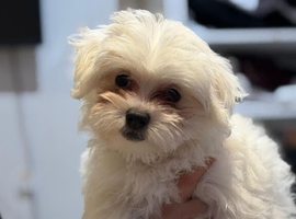 Puppy Bichon