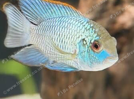 Electric Blue Acara&rsquo;s For Sale Home Breed