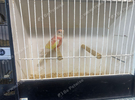Rubino & Lutino bourke parakeets
