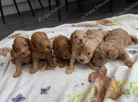 Gorgeous Toy cockapoo puppies