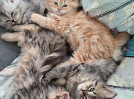 4 kittens Half Maine coon and Persian