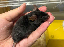 Really friendly fluffy black male with full set up