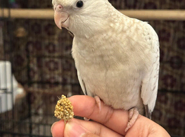 SWEET BABY COCKATIEL