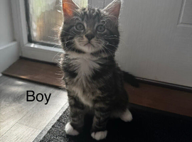 Siberian x Ragdoll