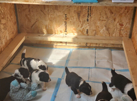 Border collie puppies