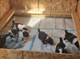Whelping box
