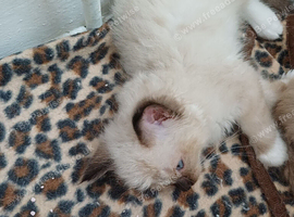 2 Pure Mitted Ragdoll Kittens.