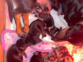 Dachshund puppies