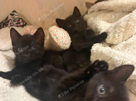 2 Black Girl Kittens