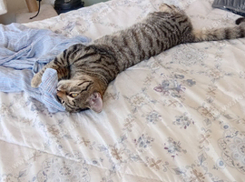 Kitten