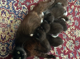 5 seven week old kittens waiting to be rehoused