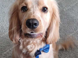 2 yr old male cocker spaniel  Stud