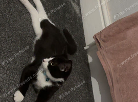 Rehoming a 6 month old kitten
