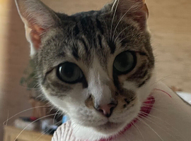 Cat forever Home wanted