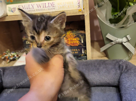 Mix-syberian-british shorthair kittens