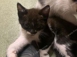 Male and female kittens looking for their forever homes