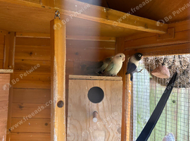 Love birds