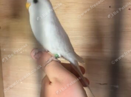 Budgies