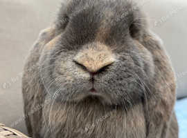Two litters Giant pure bred French lop rabbits