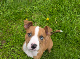 Puppy needs new home.