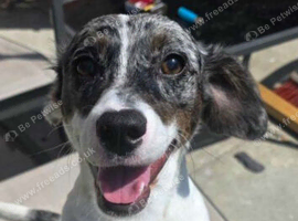 11 Month old Dachshund cross Jack Russell
