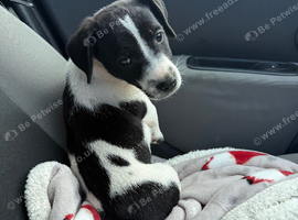 Jack Russell puppy