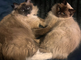 Two bonded ragdolls
