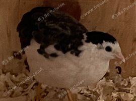 Chinese Painted Button quail