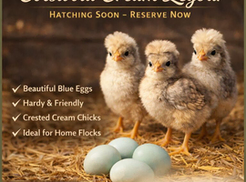 Cream Legbar Chicks Hatching Soon &ndash; Blue Egg Layers | Barnsley