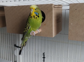 Female budgie