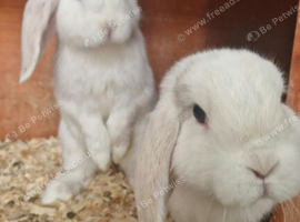 2 Purebred Minilop boys