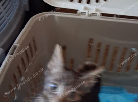 Kittend