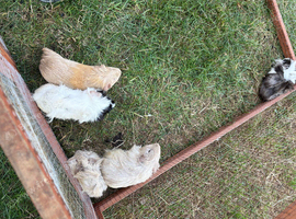 Young Guineapigs for sale