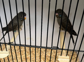 Stunning mutation budgies