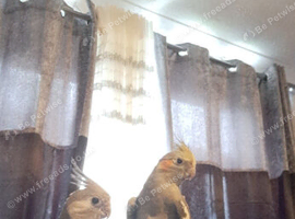 cockatiel for sale