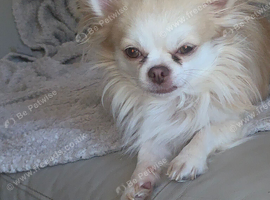 2 girls, one boys tiny chihuahuas