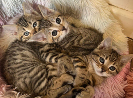 bengal kittens