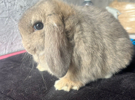 Pure mini lop