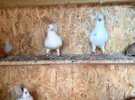 Tumbler pigeons