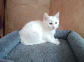 Beautiful 9 week white kittens