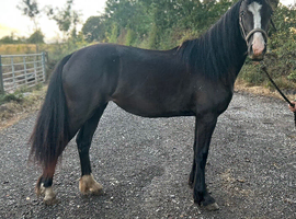 Reg Welsh D filly 2 year old