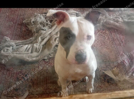 Holistic foster homes required in London and the surrounds