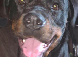 Rehome my 1 year 5 months rottie female