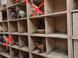 Racing pigeon cross