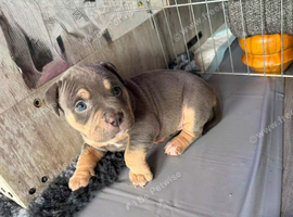 ABKC FEMALE POCKET BULLY