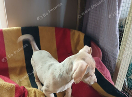 Jackawawa   puppies