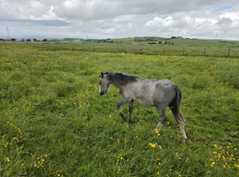 1 year old welsh section a colt